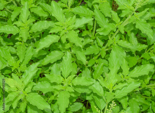 holy basil