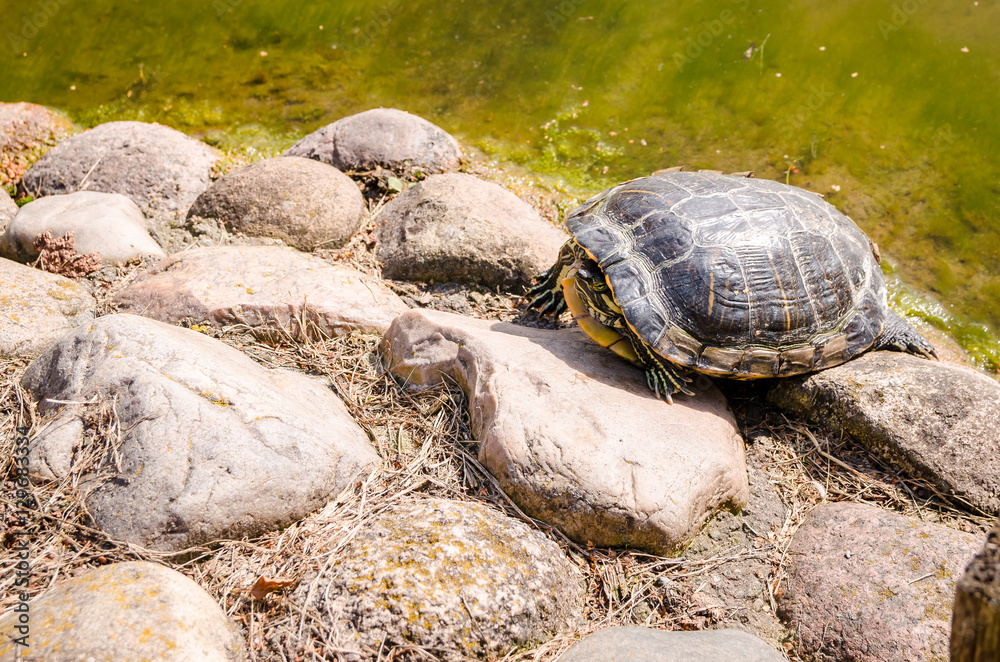 turtle on stones