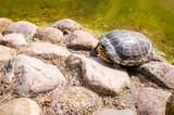 turtle on stones