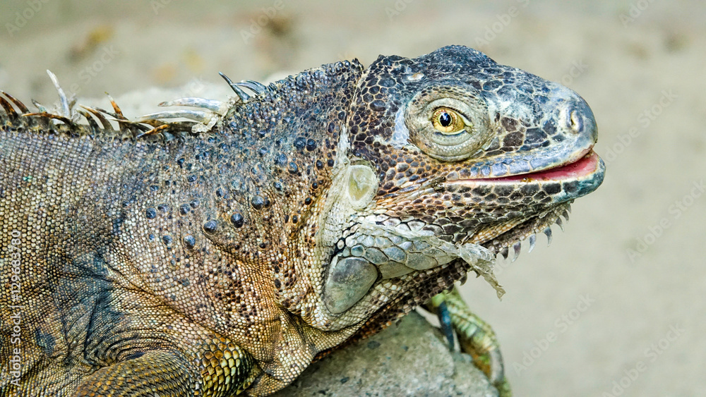 Fototapeta premium Leguan