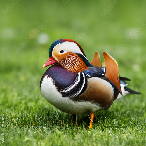 Mandarin duck on green grass