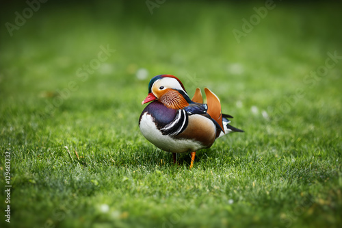 Mandarin duck on green grass