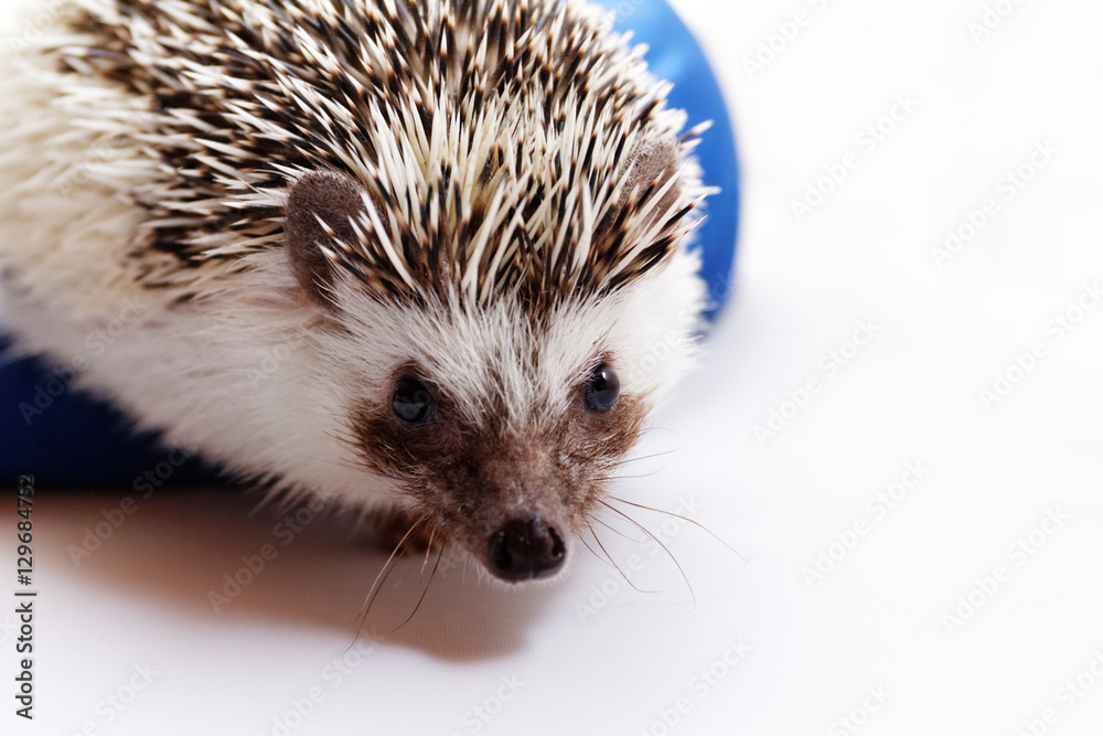 Obraz premium Cute hedgehog