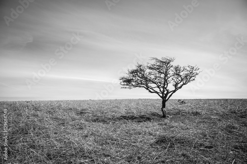 Black and white small dead tree on a dry yellow grass hill with a clear sky background