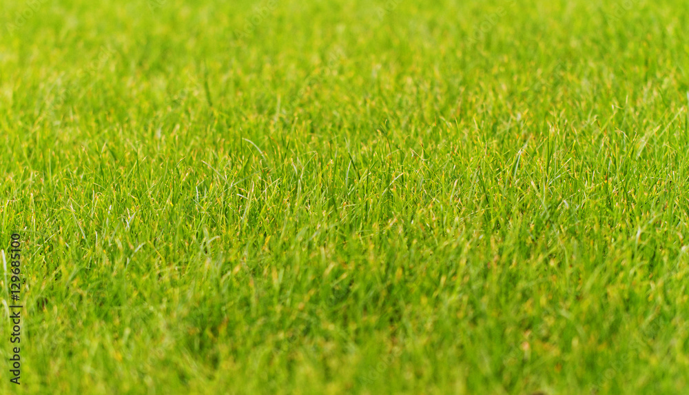 Green grass Green grass