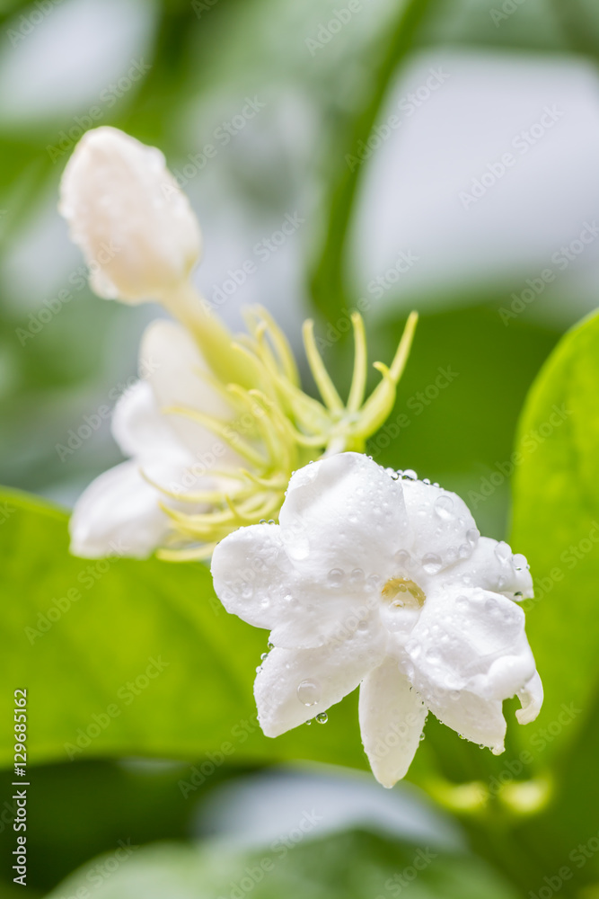 Obraz premium White flower, Jasmine (Jasminum sambac L.)