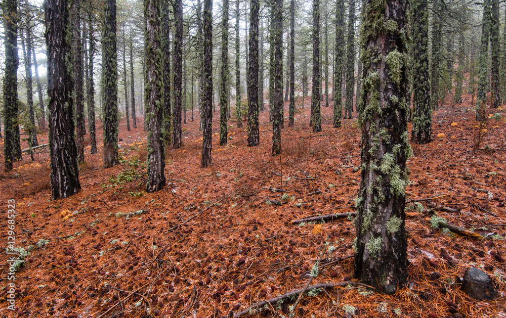 Winter forest landscape Winter forest landscape