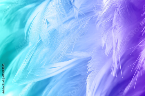 Color trends chicken feather texture background