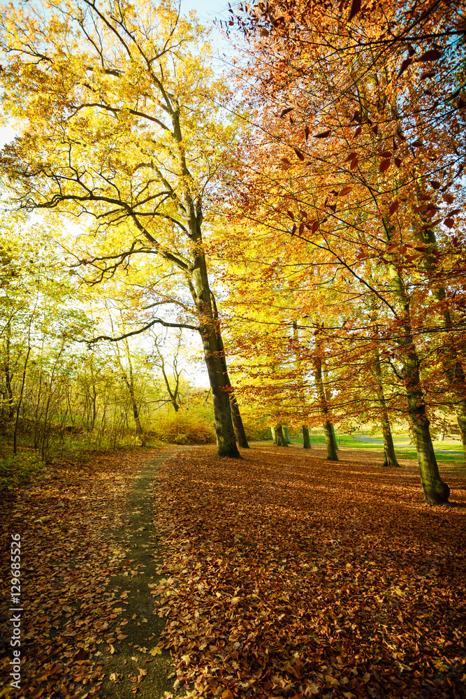 Fototapeta premium Lonely path in park.