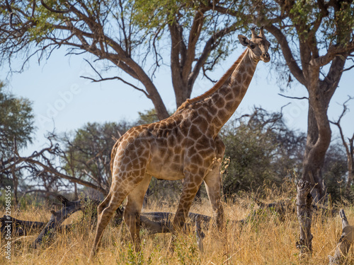 Tall adult giraffe striding through savannah environment with trees in background  safari in Moremi NP  Botswana