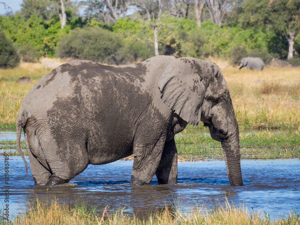 Obraz premium Huge African elephant bull wading through and drinking from river water, safari in Moremi NP, Botswana