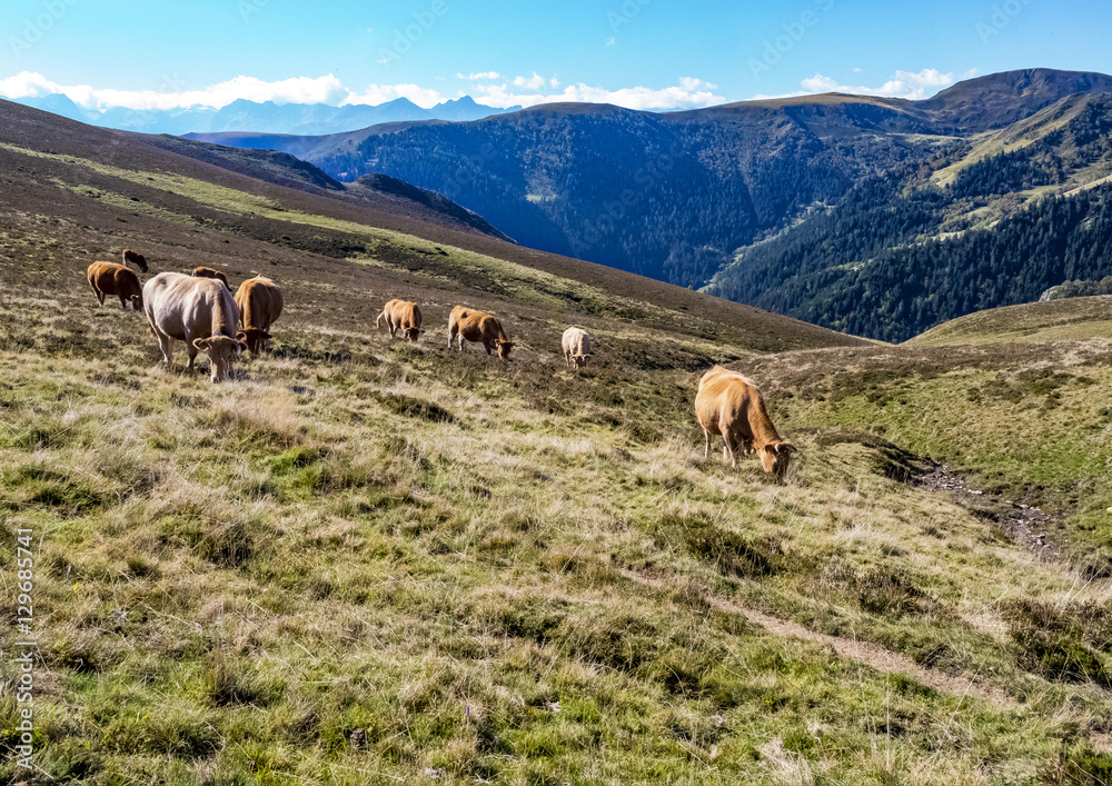 Fototapeta premium Transhumance des vaches