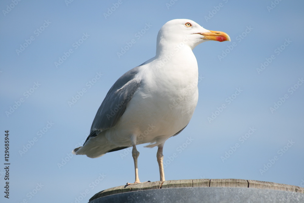 Möwe im Hafen von Hörnum, Sylt Möwe im Hafen von Hörnum, Sylt