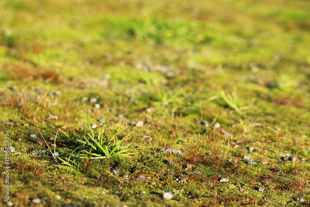 texture small green moss and grass as a background. texture small green moss and grass as a background.
