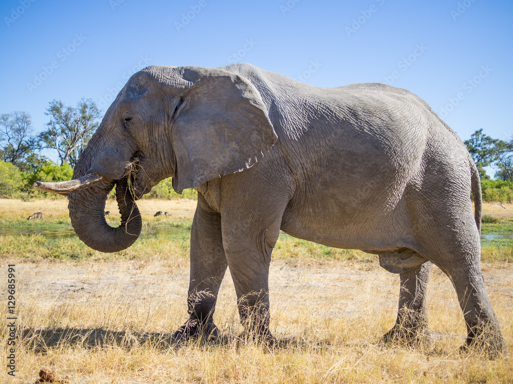 Large African elephant bull grazing on saavannah grass, safari in Moremi NP, Botswana