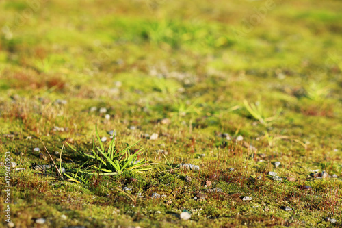 texture small green moss and grass as a background.