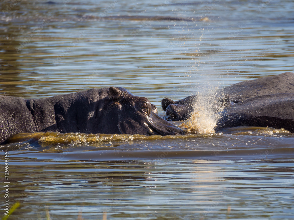 Fototapeta premium Three hippos sumberged in water spraying and playing joyfully, safari in Moremi NP, Botswana, Africa