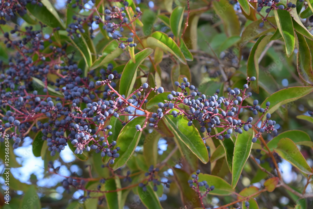 Obraz premium Semillas, hojas, y ramas.