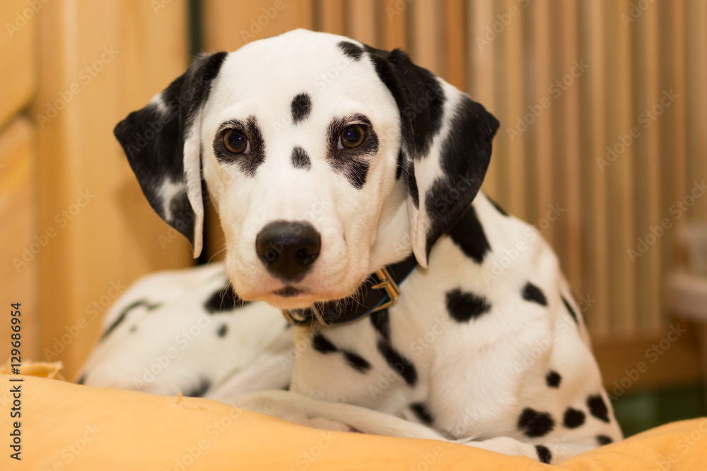 Young dalmatian puppy lying on the pillow