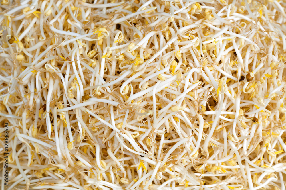 Fresh soybean sprouts for cooking. Germinated seeds. Background.