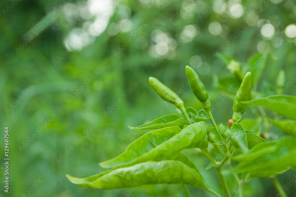 Green Chilli Padi, Bird's Eye Chilli, Bird Chilli or Thai pepper Green Chilli Padi, Bird's Eye Chilli, Bird Chilli or Thai pepper