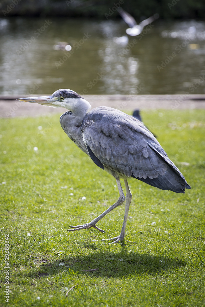 Fototapeta premium Great Blue Heron (Ardea herodias) on the grass in the park