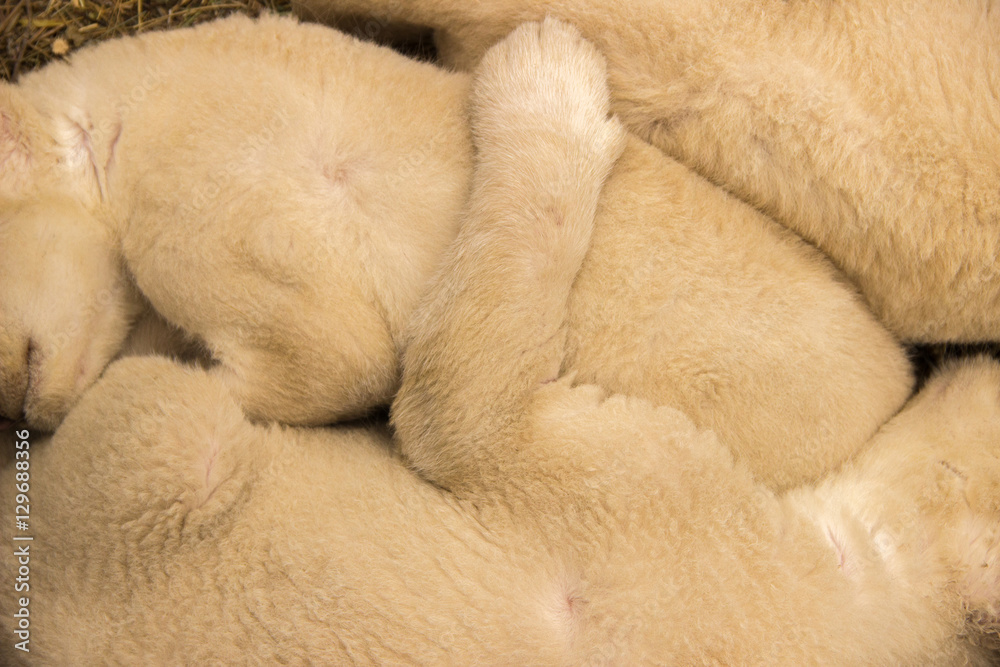 Young lion cubs fluffy sleep huddled together on the grass in th Young lion cubs fluffy sleep huddled together on the grass in th