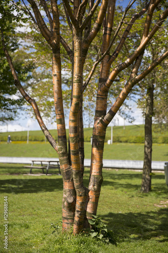 Birchbark Cherry or Prunus serrula tree with copper colored bark photo
