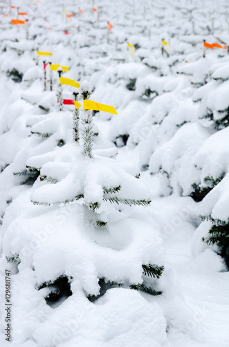 Christmas tree plantation snow covered © Sabine Hortebusch