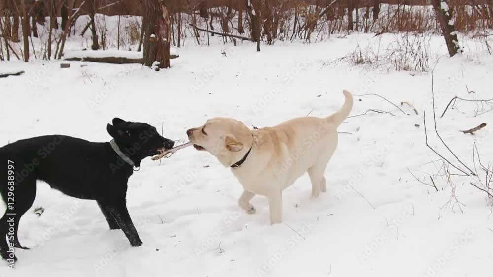 Two labrador dogs playing together Two labrador dogs playing together
