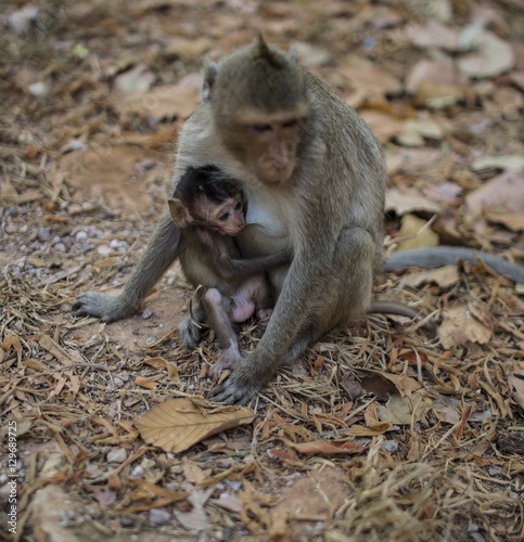 Baby monkey being fed by mother, Siem Reap, Cambodia © Logan