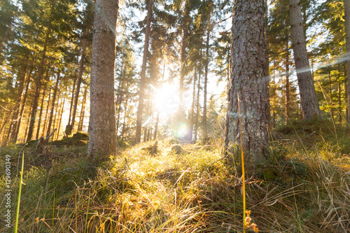 Abendsonne bricht durch den Wald