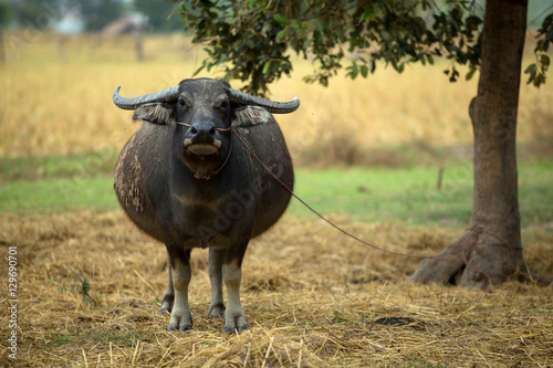 Buffalo water photo