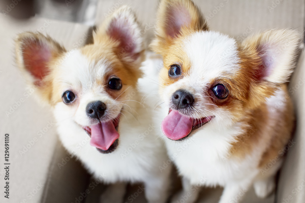 cute duo Chihuahua puppy dog - obrazy, fototapety, plakaty 