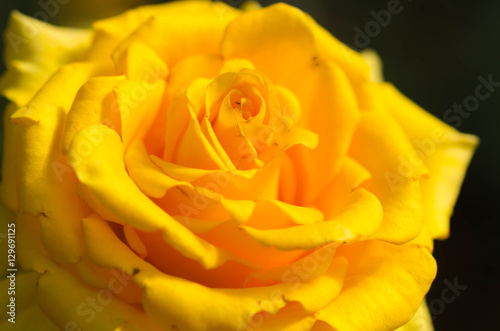  Beautiful yellow rose closeup and blur background.