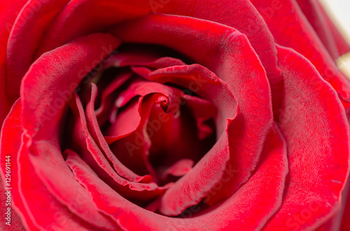  Beautiful red velvet rose closeup and blur background.
