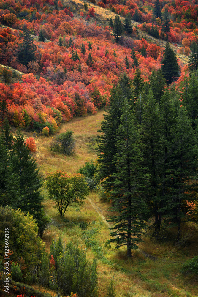 Fototapeta premium Forest of Autumn Fall Trees