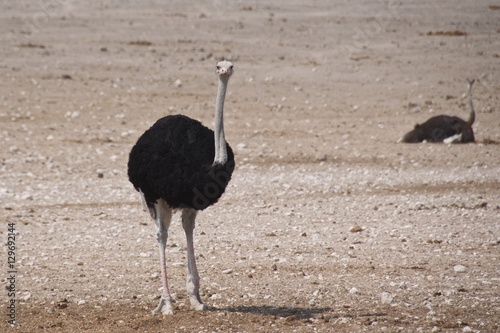 Long neck ostriches