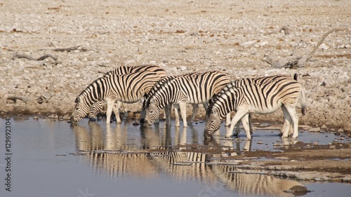 Three Burchell s zebras drinking at waterhole in Etosha National Park  Namibia