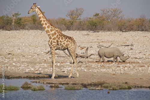 Giraffe with black rhinoceros and springbok at waterhole in Etosha National Park, Namibia © bleung