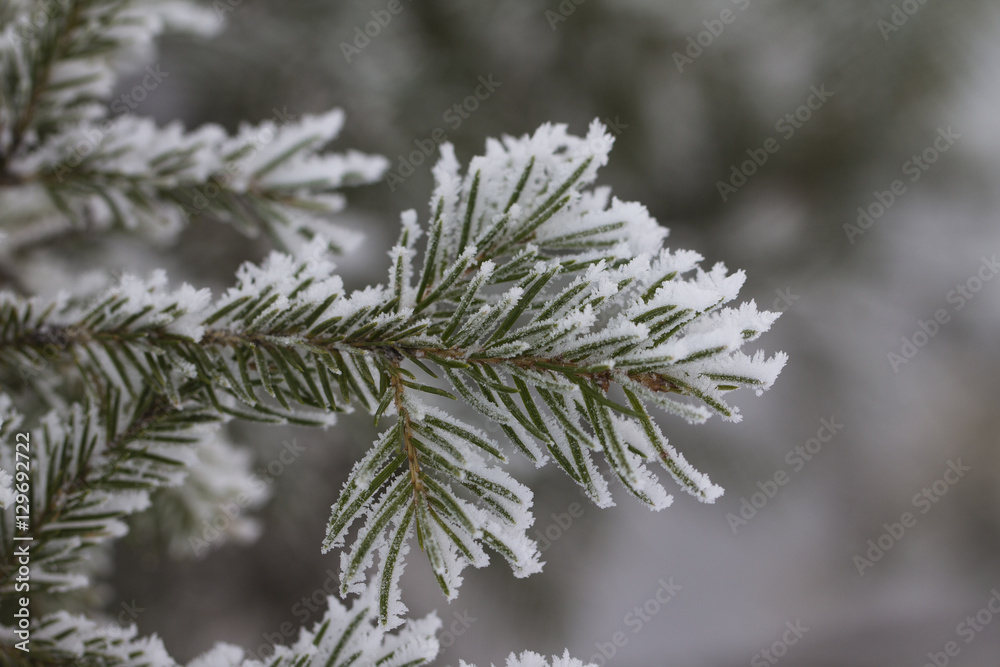 Branch of a Christmas tree with hoarfrost (background)
