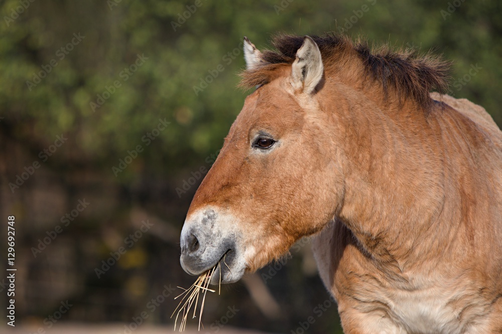 Fototapeta premium Przewalski's Horse