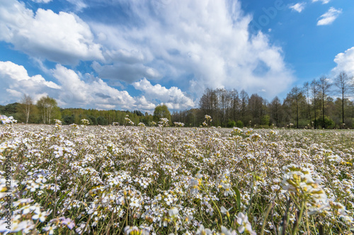 meadow