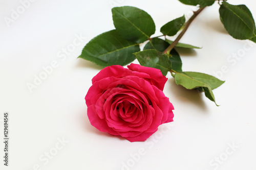 pink rose on white background