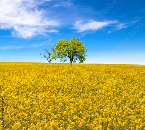 Yellow oilseed rape field with trees under the blue sky 