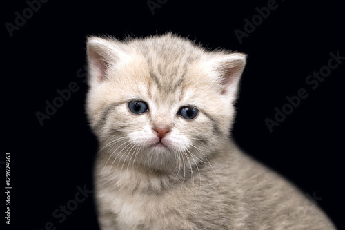 Kitty looks closely at you. Portrait of a gentle kitten on a black background. Cute home kitten peach color. British cat close.