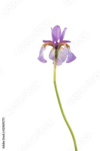 Fototapeta Naklejka Na Ścianę i Meble -  Purple Siberian iris close up isolated on white.