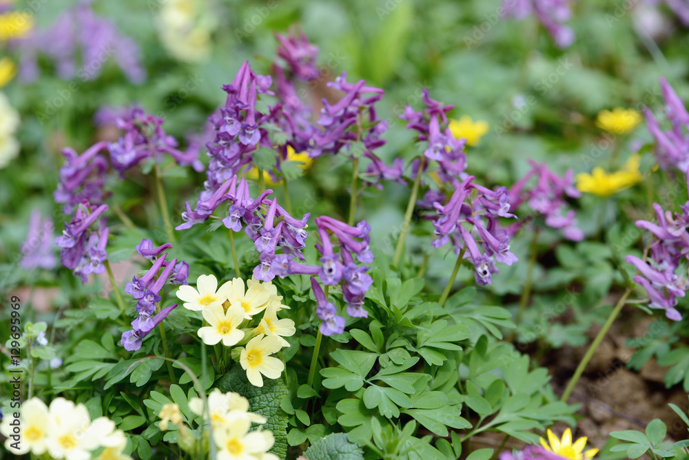 Obraz premium corydalis flowers with cowslip flower on a meadow. springtime
