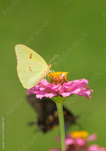 Female Cloudless Sulphur butterfly on a pink Zinnia, with another butterfly on the background