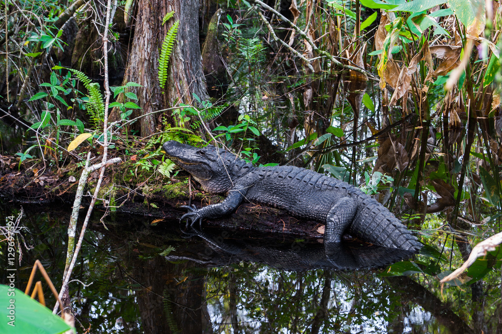 Fototapeta premium Alligator in Everglades, Florida